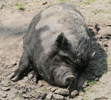 Hängebauchschwein-168.jpg